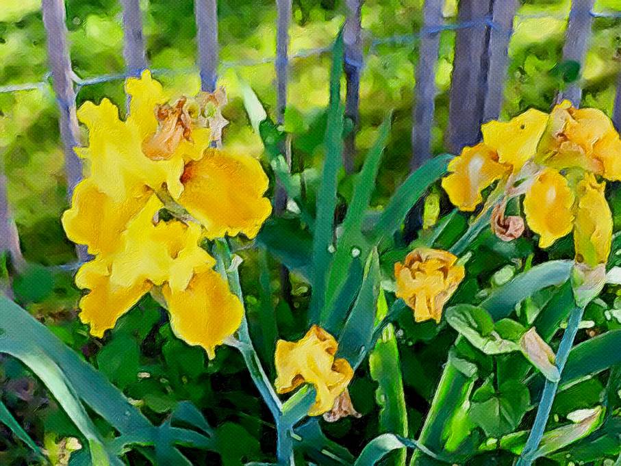 Ein Bild, das Pflanze, Blume, drauen, gelb enthlt.

Automatisch generierte Beschreibung